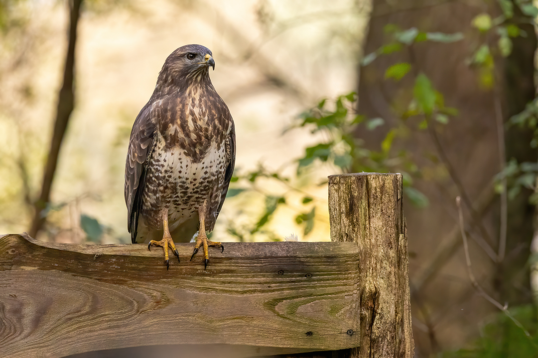 Buizerd bij vogelhut Zwinderen